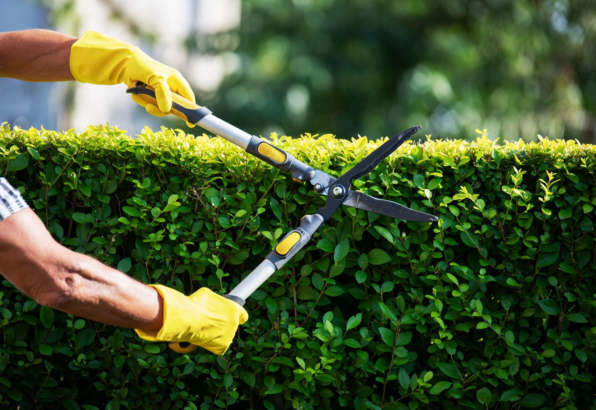 A person is cutting a hedge with a pair of scissors.