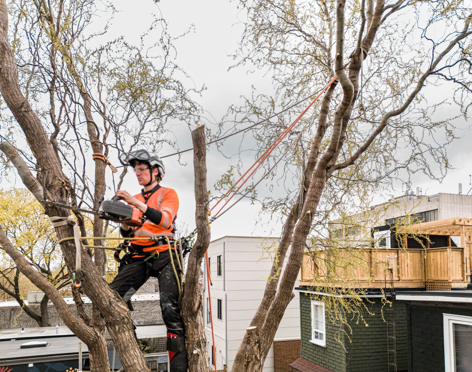 A man is cutting a tree with a chainsaw in front of a house.