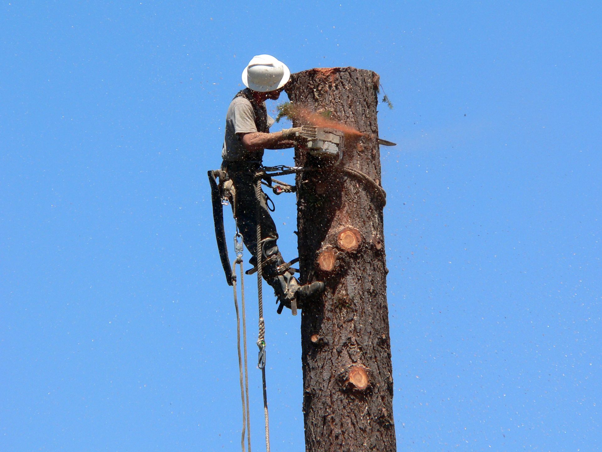 A man is cutting a tree with a chainsaw on top of it.