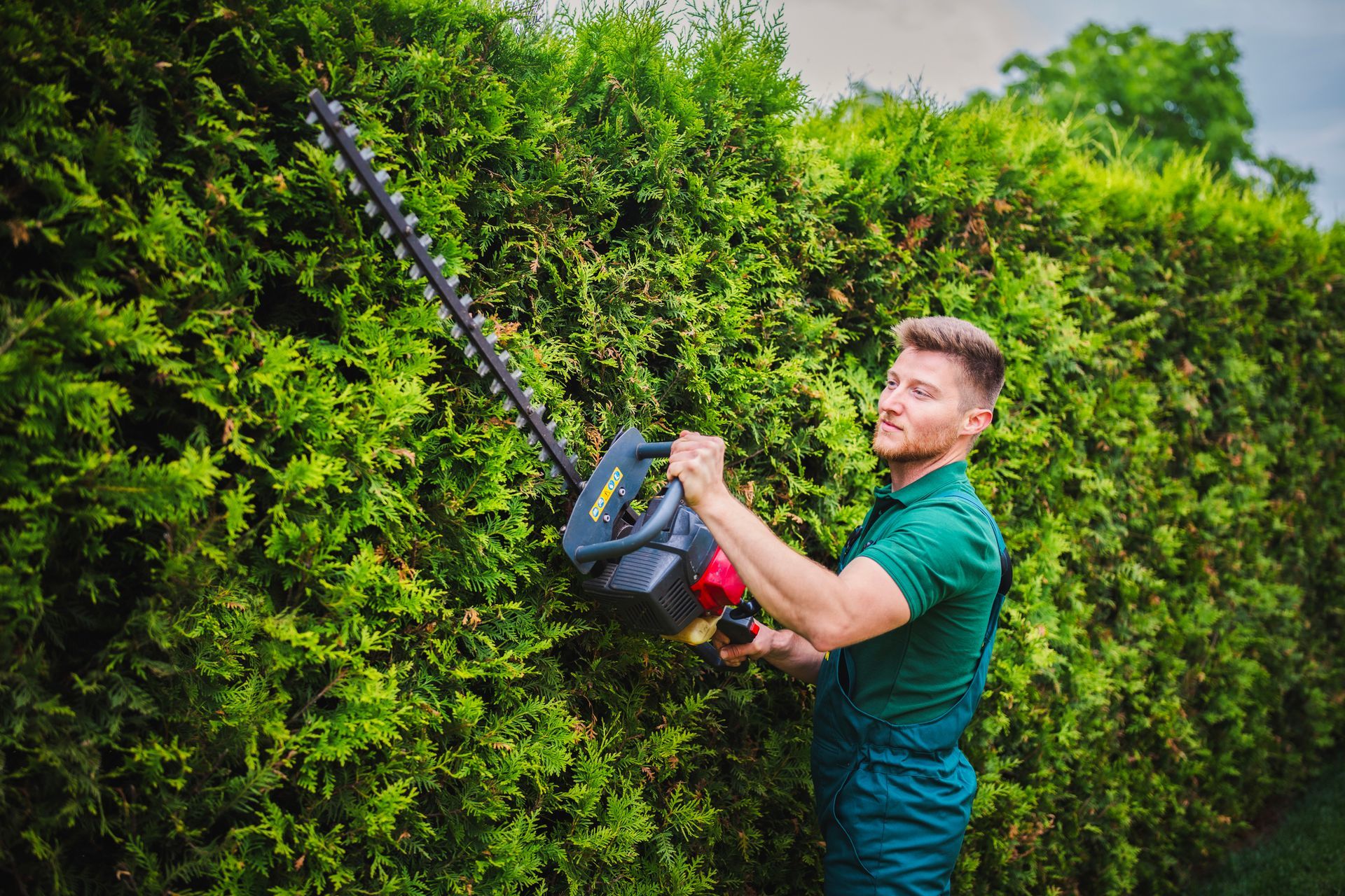 A man is cutting a hedge with a hedge trimmer.
