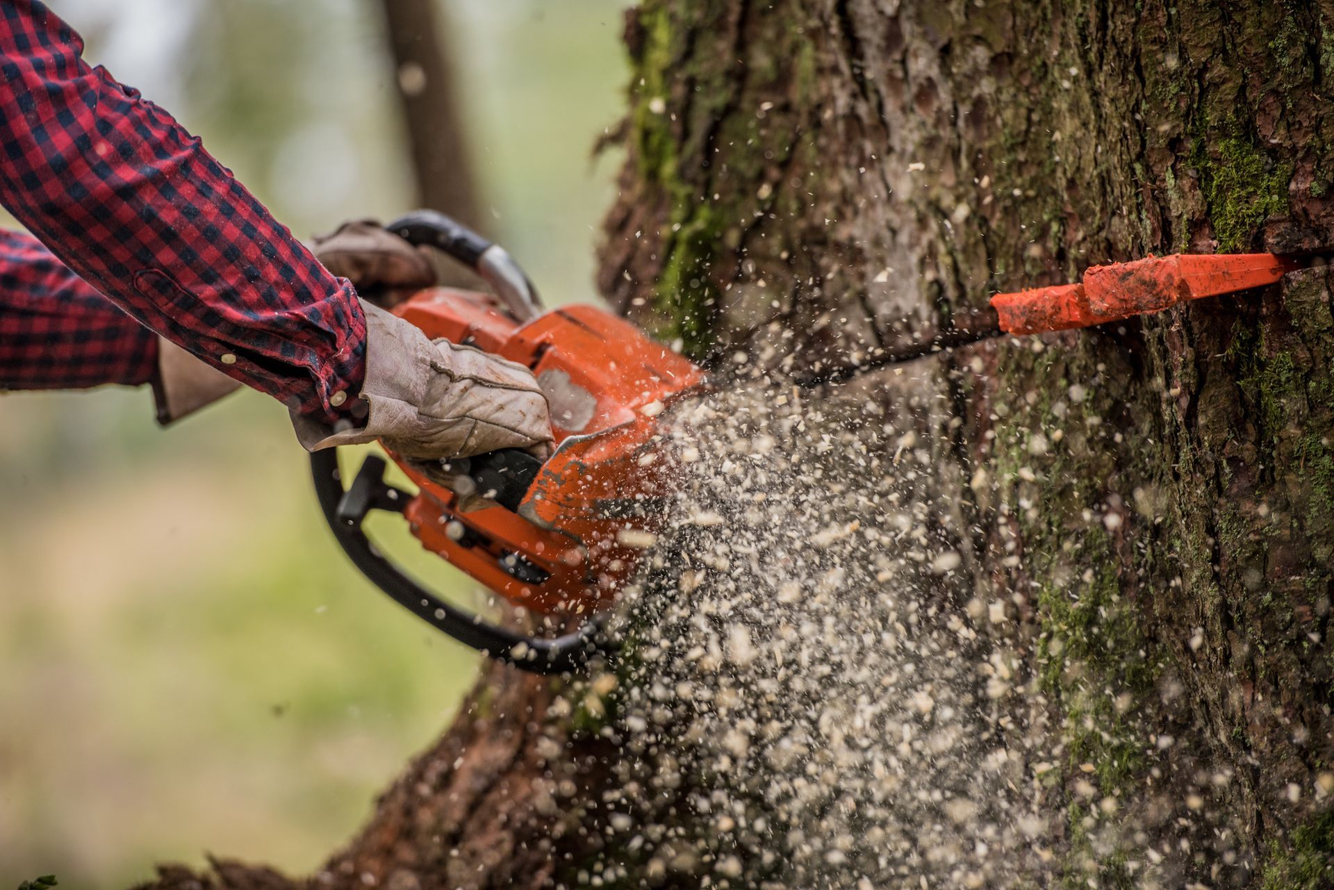 A man is cutting a tree with a chainsaw.
