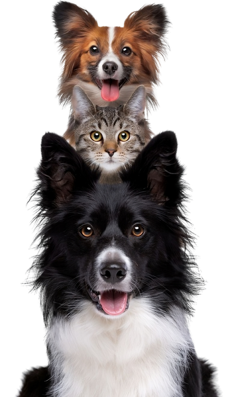 dogs and cat