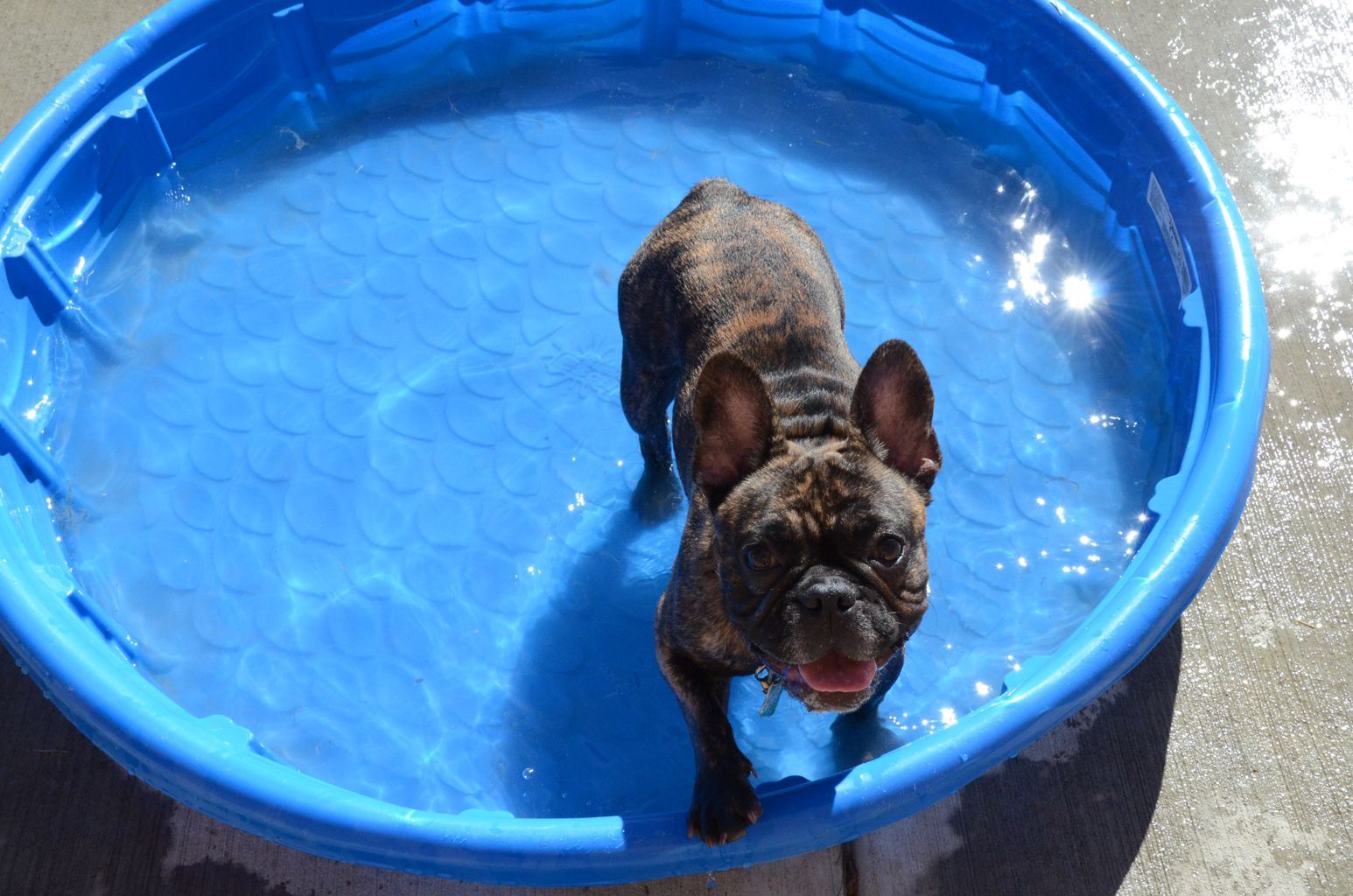 dog on pool
