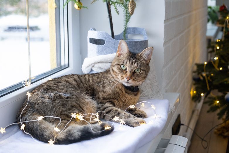 10 Tips for Christmas Window Decorations: A cat is tangled in Christmas lights.