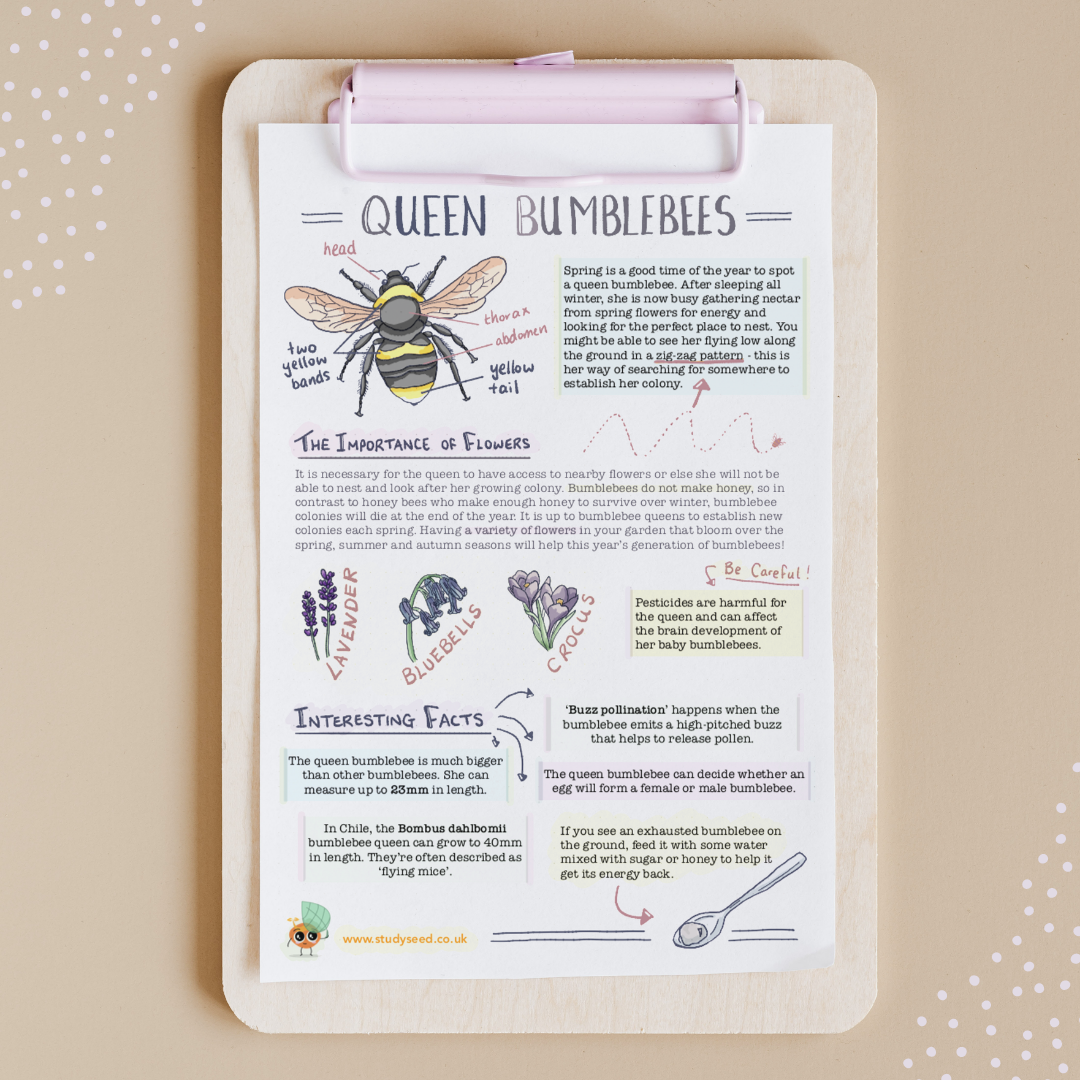 Clipboard with a drawing of a queen bumblebee, educational text, and illustrations of flowers.