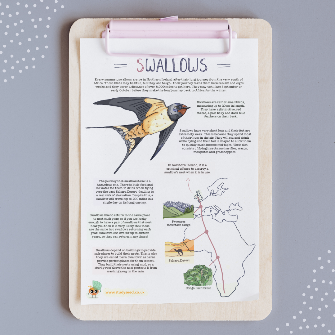 Clipboard with swallow bird facts, drawing, text, and map in color, pink clip.