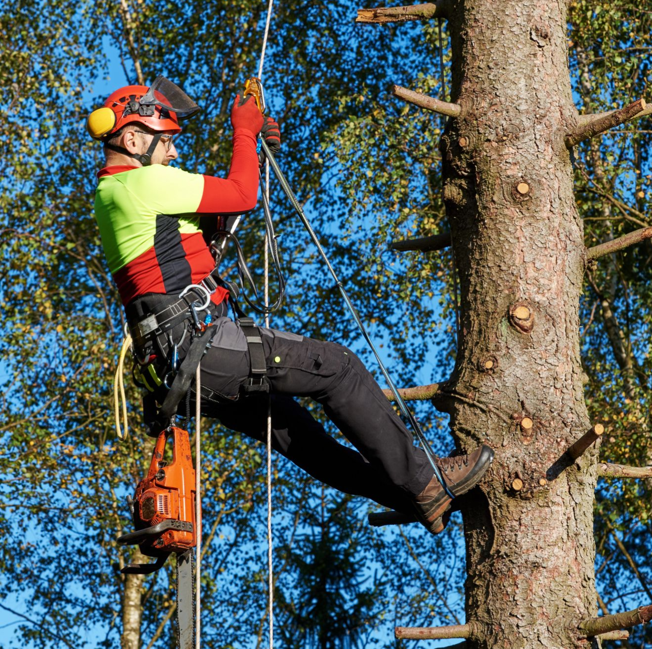 Puude langetamine elektriliinide lähedalt