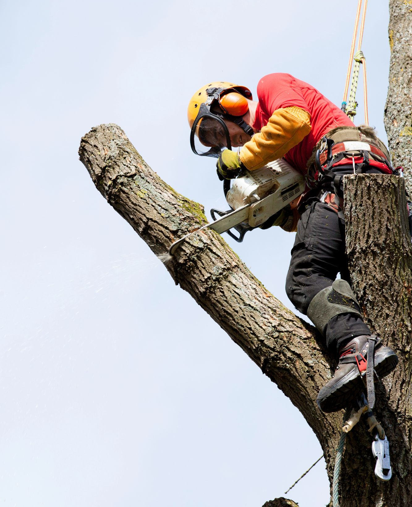 Puude langetamine hoonete lähedalt
