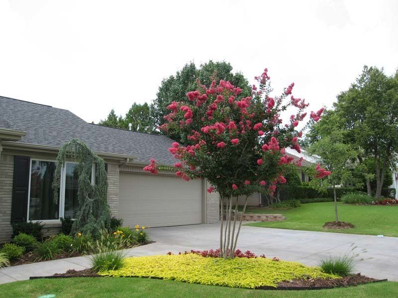 A tree with red flowers in front of a house