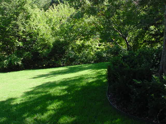 A lush green lawn with trees and bushes in the background