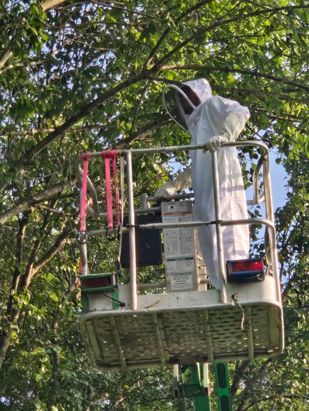 Person in beekeeping suit in a lift bucket, tending a hive in a tree.