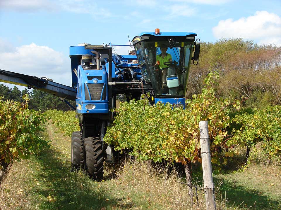harvesting grapes from wine yard