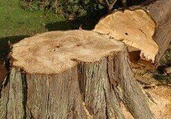 Tree Stump - Tree Removal in Toms River, NJ
