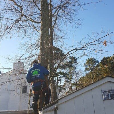Tree cutting — Tree Removal  in Tom's River, NJ
