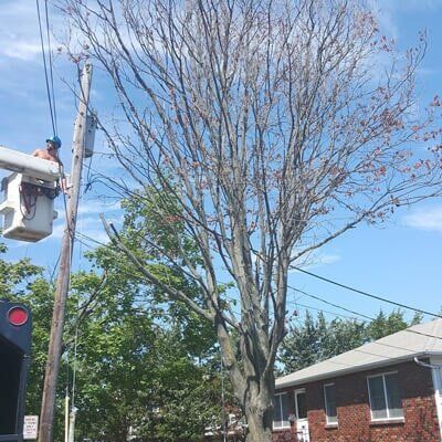 Tree pruning 2 — Tree Removal  in Tom's River, NJ