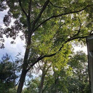 Trees - Tree Service in Toms River, NJ