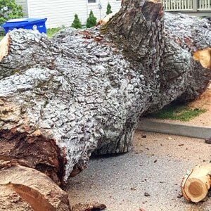 Tree logging 1 - Tree Service in Toms River, NJ