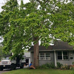 Big Tree - Tree Service in Toms River, NJ