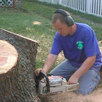 Tree cutting - Tree Service in Toms River, NJ