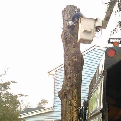 Tree cutting 1 - Tree Service in Toms River, NJ