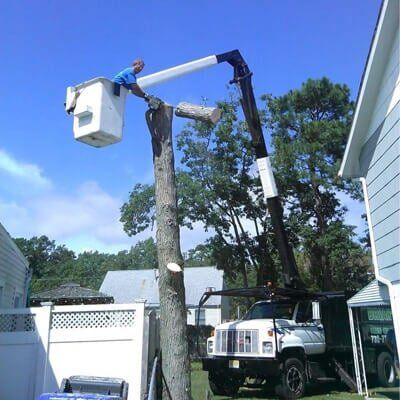 Tree cutting 3 - Tree Service in Toms River, NJ