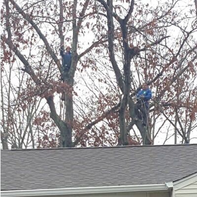 Tree pruning - Tree Service in Toms River, NJ