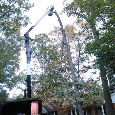Trees — Tree Removal  in Tom's River, NJ