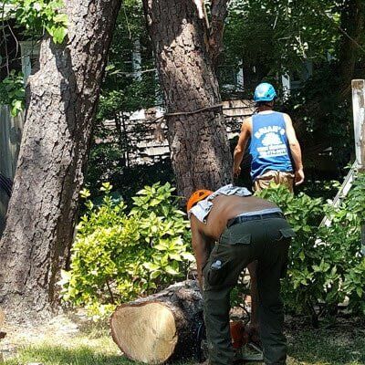 Tree logging 1 - Tree Service in Toms River, NJ