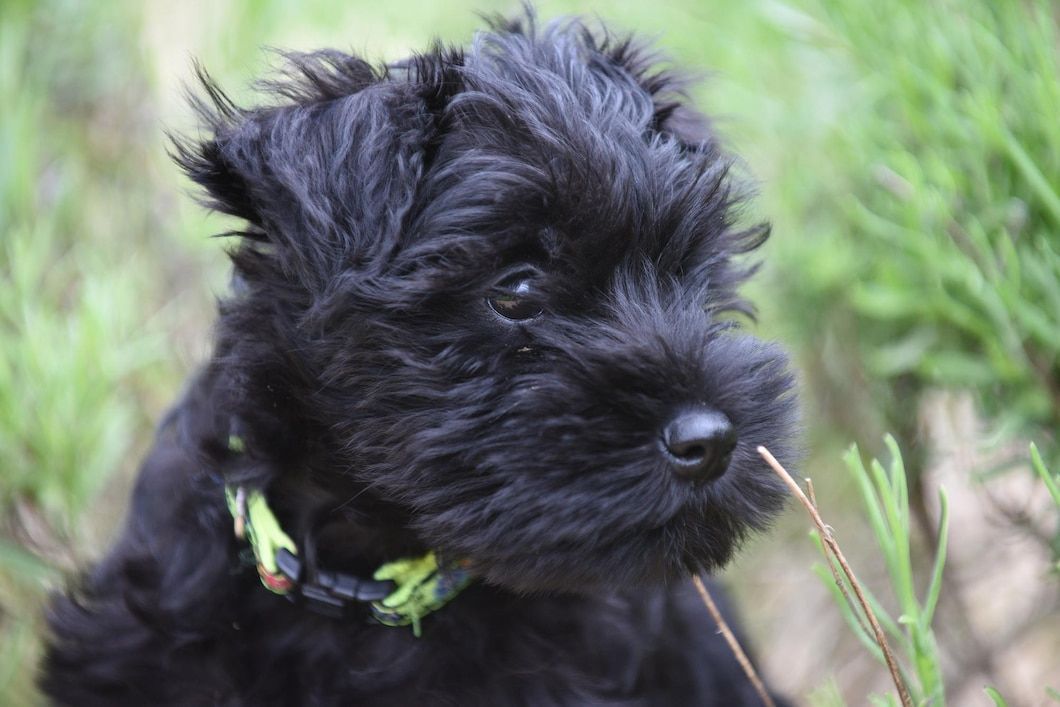 A black puppy is sitting in the grass and looking at the camera.