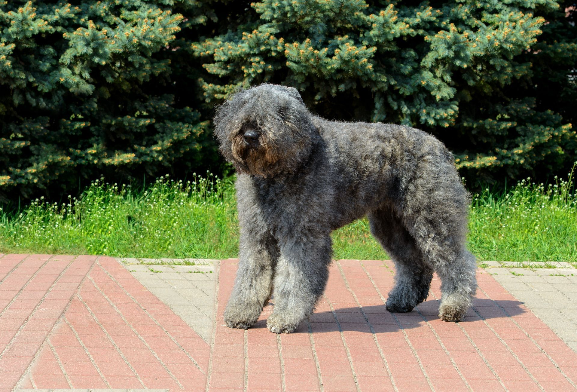 A small gray dog is standing on a brick sidewalk.