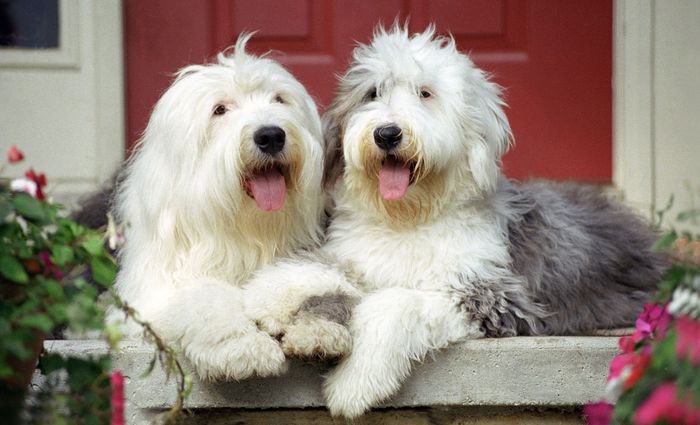 Two old english sheepdog dogs are laying next to each other on a porch.