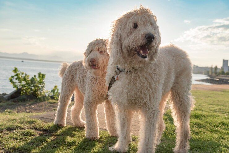Two white dogs are standing next to each other in the grass near the water.