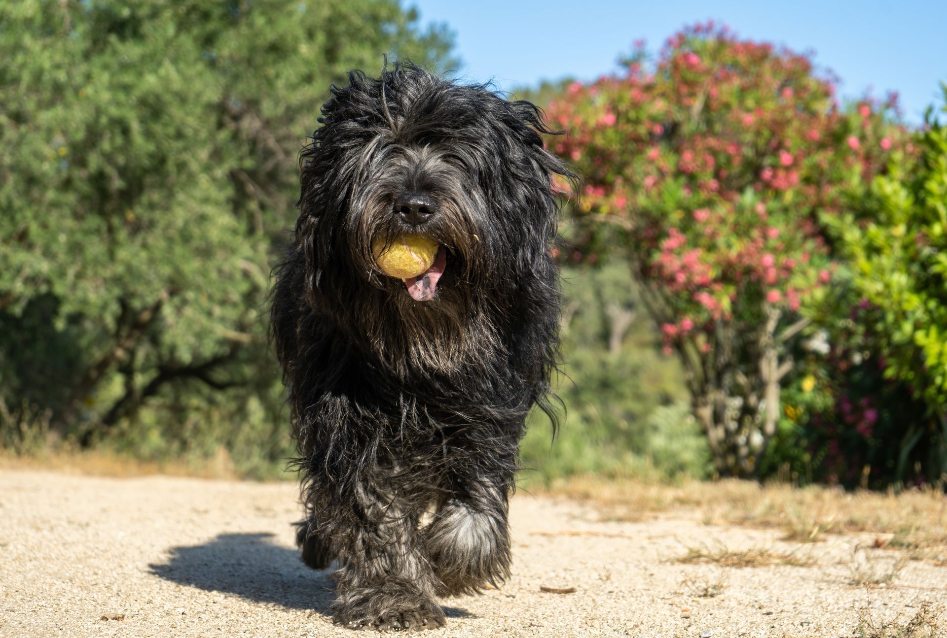 A black dog is running with a tennis ball in its mouth.