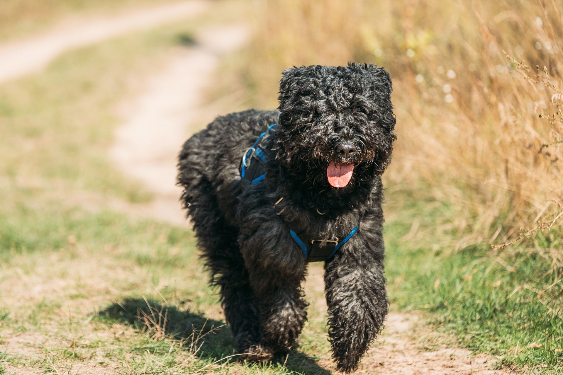 A small black dog is walking on a dirt path.