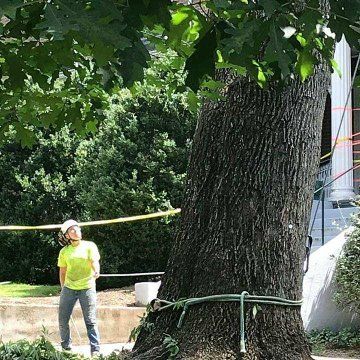 Top 10 Best Tree Removal Services in Roanoke VA - Angi [Angie's List]