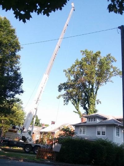 Commercial Arborists - Roanoke, VA - Jay's Tree Service