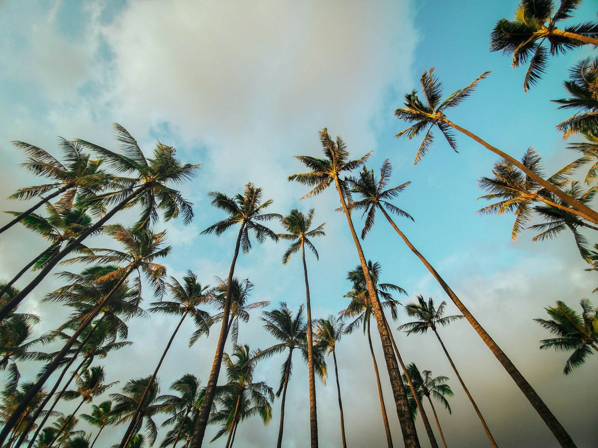 A police car is parked in front of a palm tree.