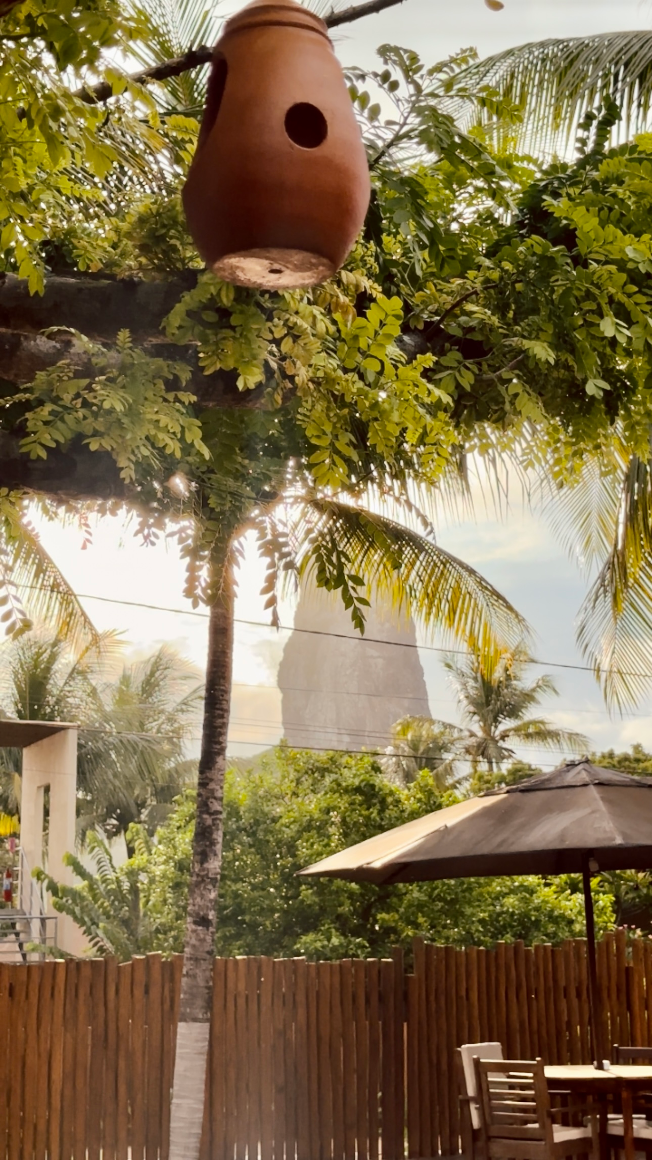 Uma casa de passarinho está pendurada em uma árvore no quintal.