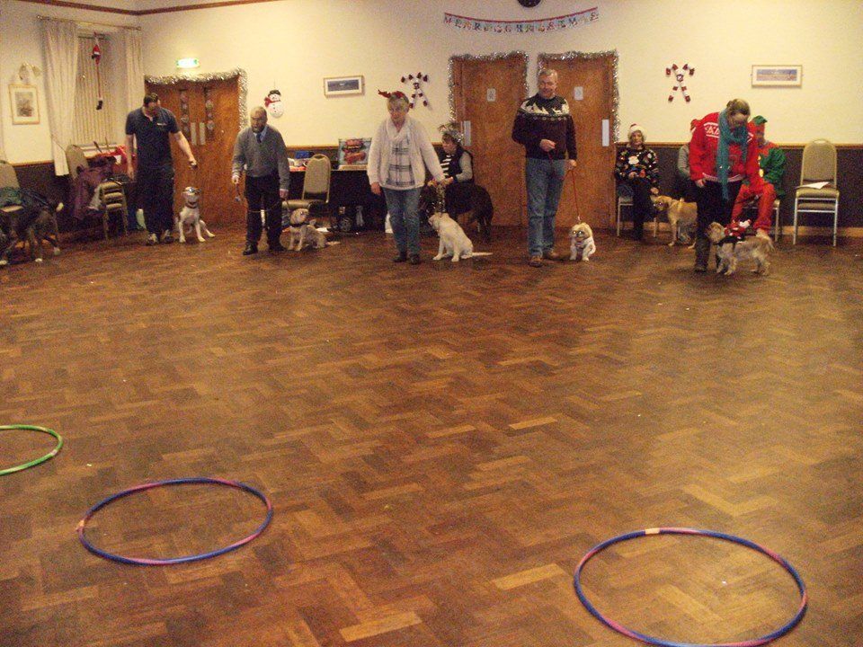 Classk9's dog training service photo 6