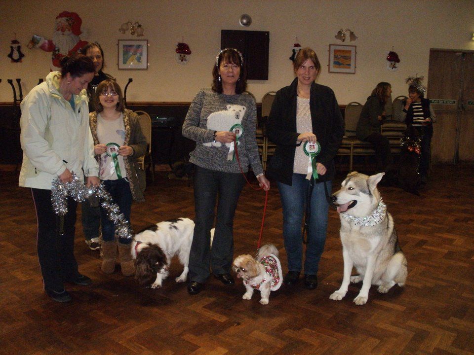 Classk9's dog training service photo 7