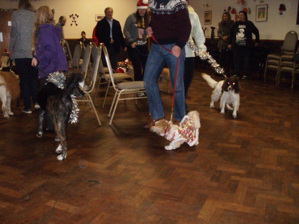 Classk9's dog training service photo 8