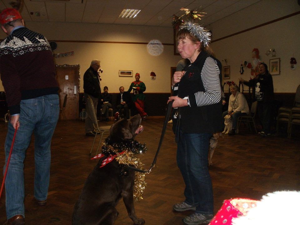 Classk9's dog training service photo 10