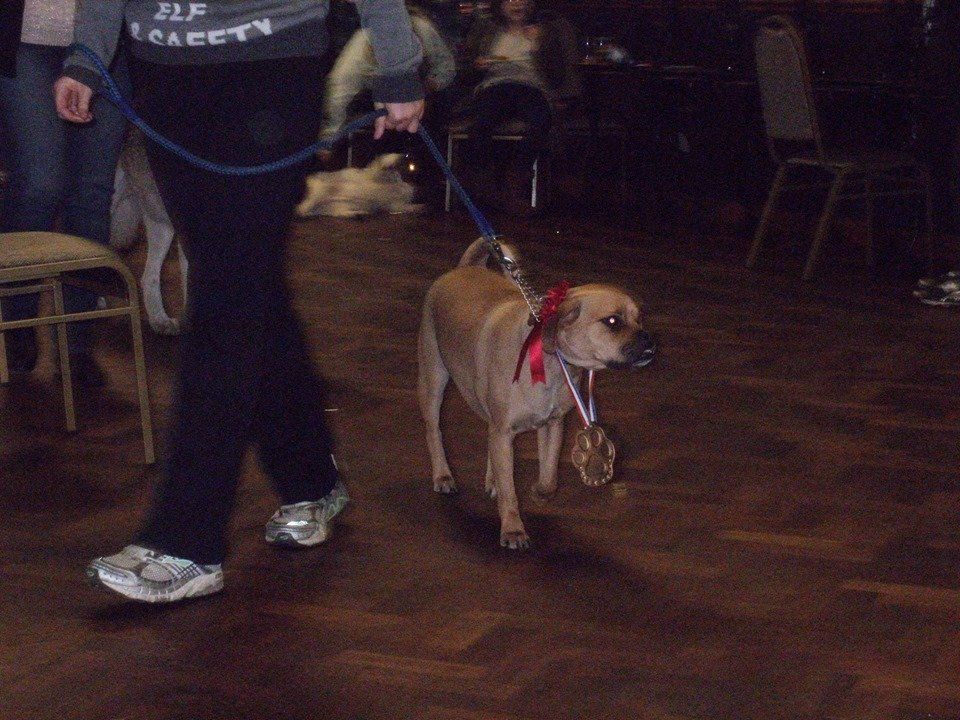 Classk9's dog training service photo 11