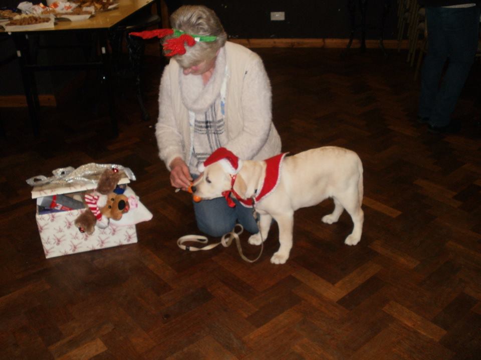 Classk9's dog training service photo 13