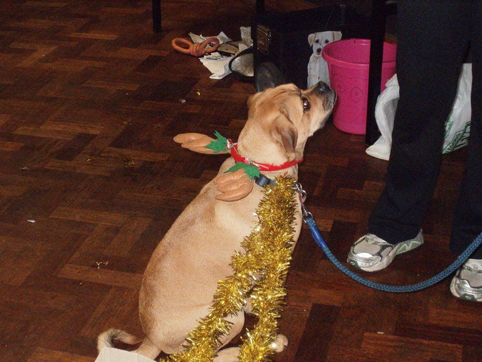 Classk9's dog training service photo 15