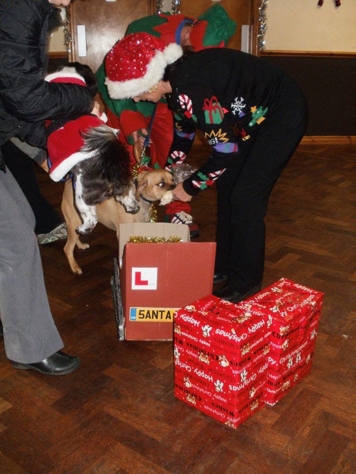 Classk9's dog training service photo 16