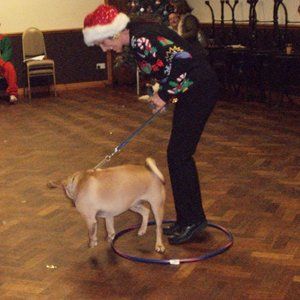 A range of dog training courses