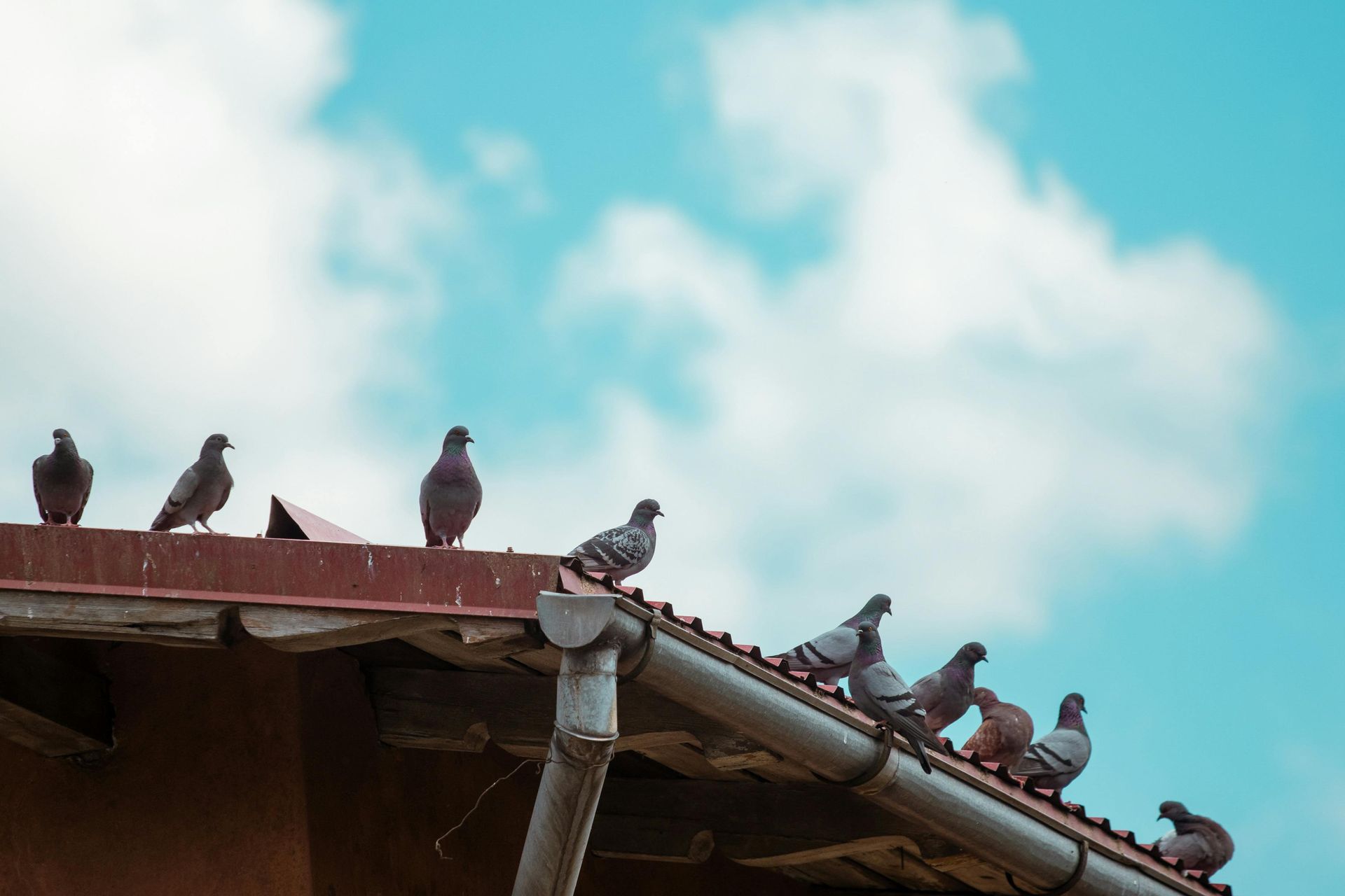 Pigeons perched on a rusty rooftop against a cloudy blue sky.