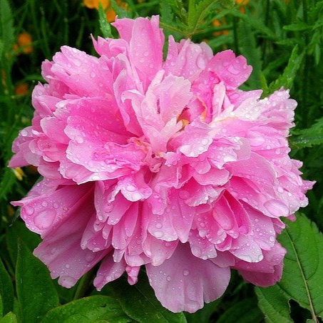 Roze pioenroos met waterdruppels op de bloemblaadjes.