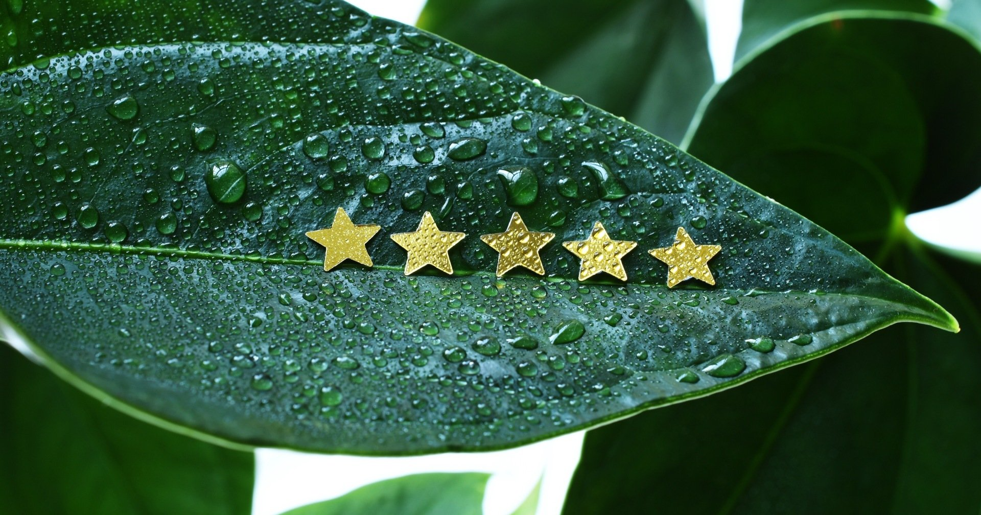 5 gold stars on a wet green leaf.